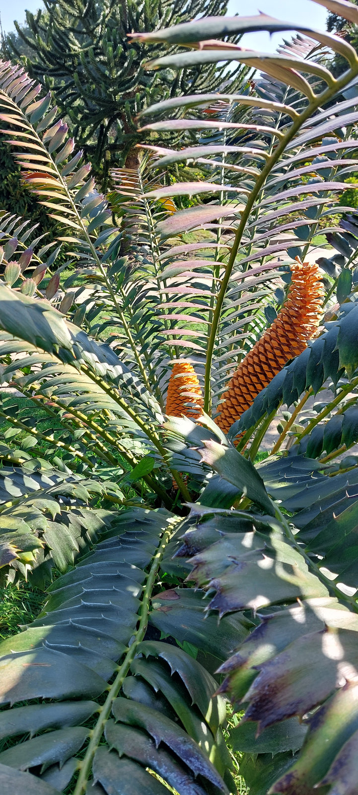 FotoMultiWide1-Muenster-7