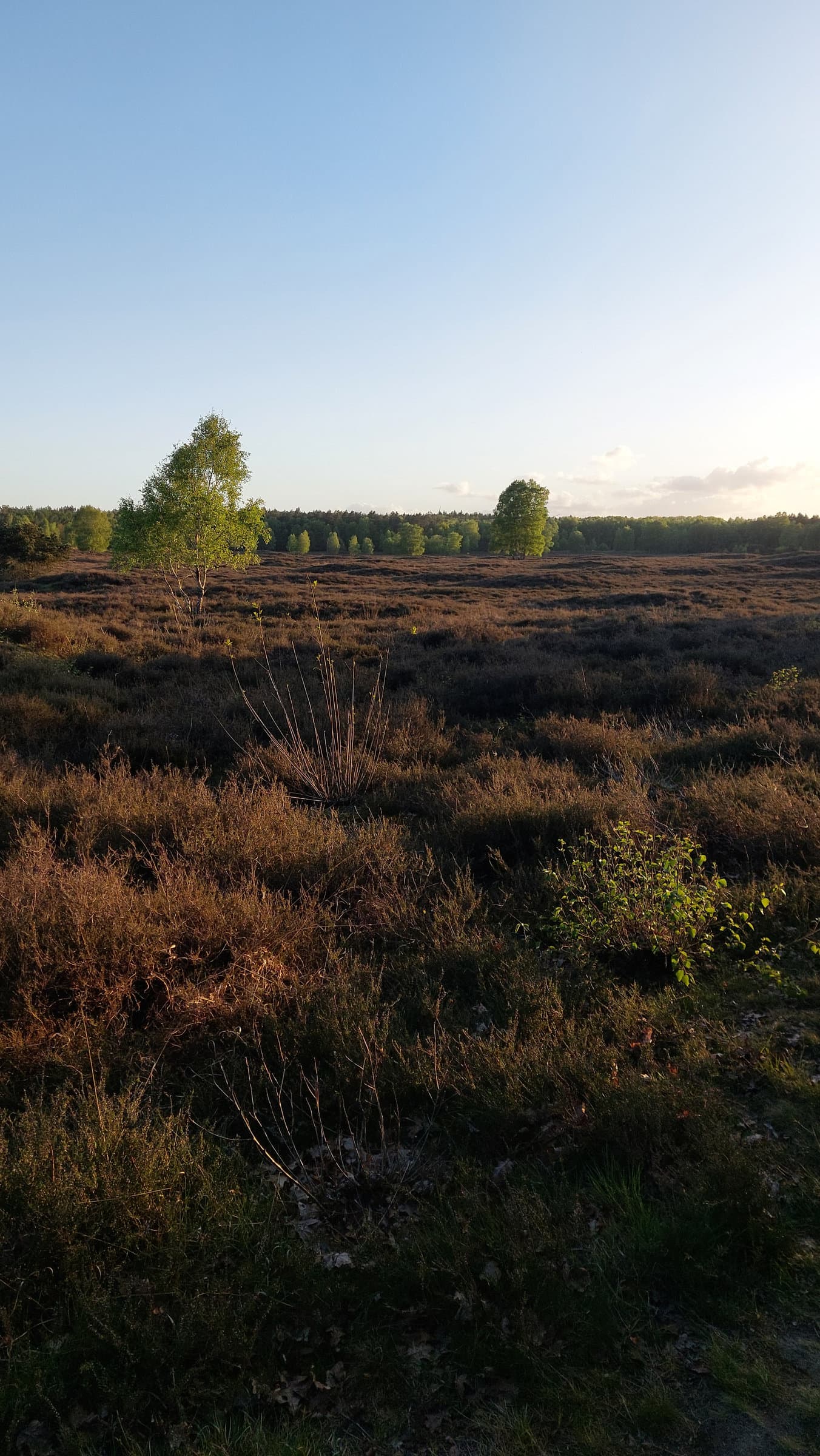 FotoMultiWide1-Pestrup-3
