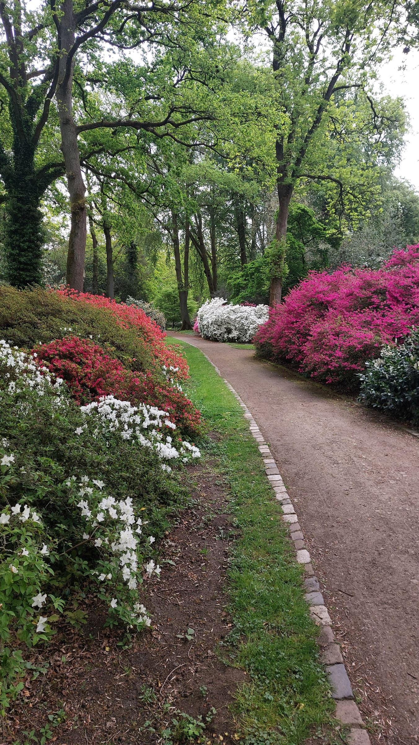 FotoMultiWide1-Rhododendron-01