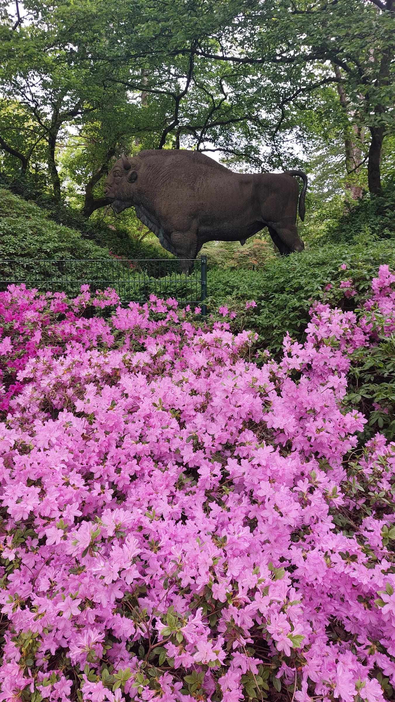 FotoMultiWide1-Rhododendron-02