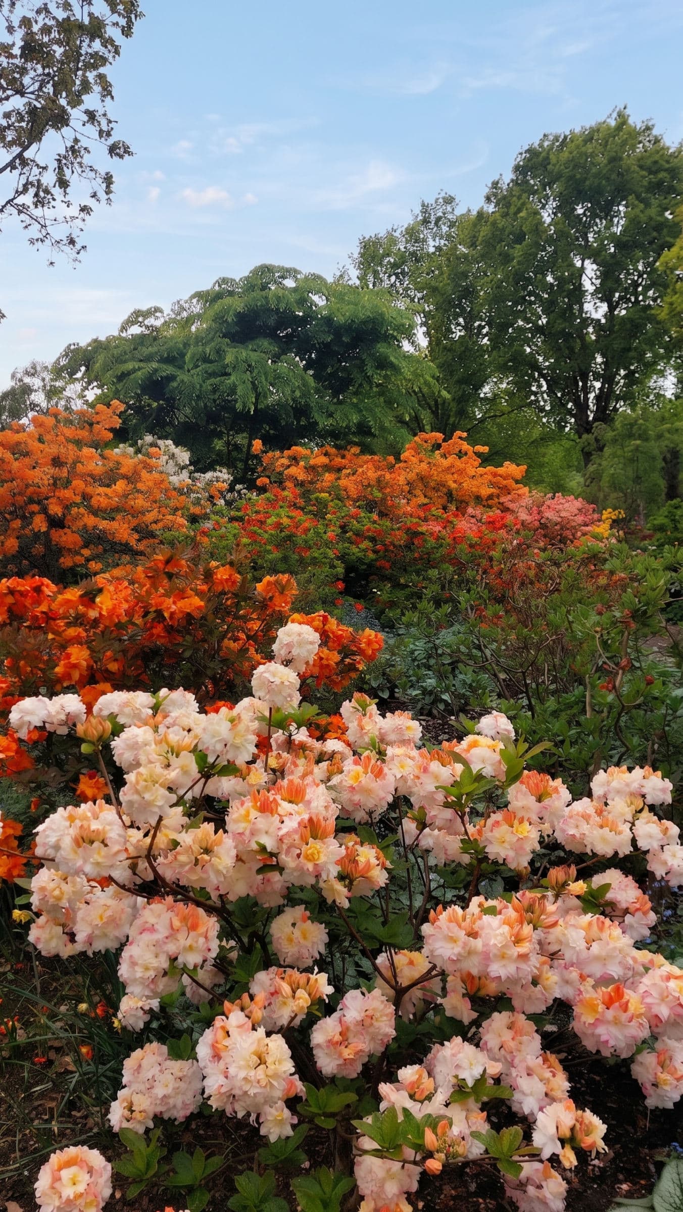 FotoMultiWide1-Rhododendron-03