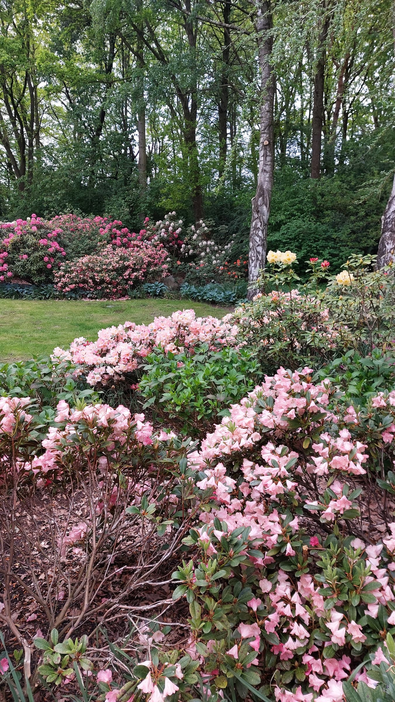 FotoMultiWide1-Rhododendron-04