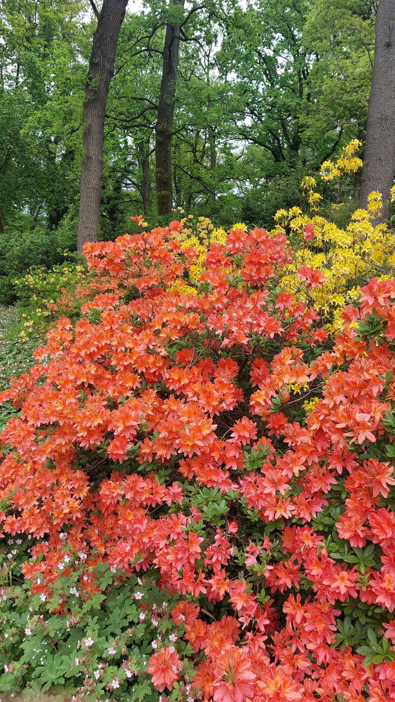 FotoMultiWide1-Rhododendron-05
