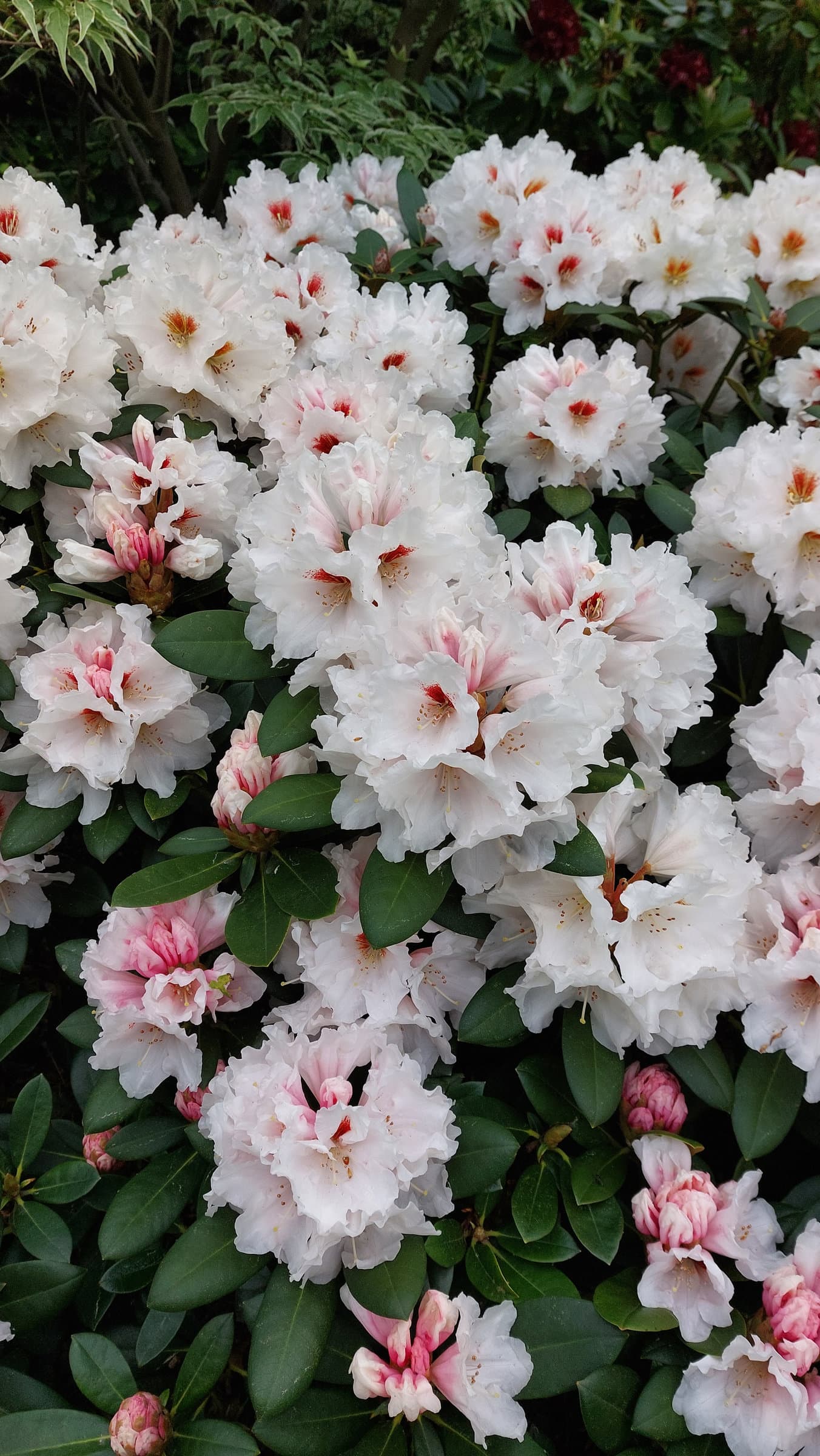 FotoMultiWide1-Rhododendron-12