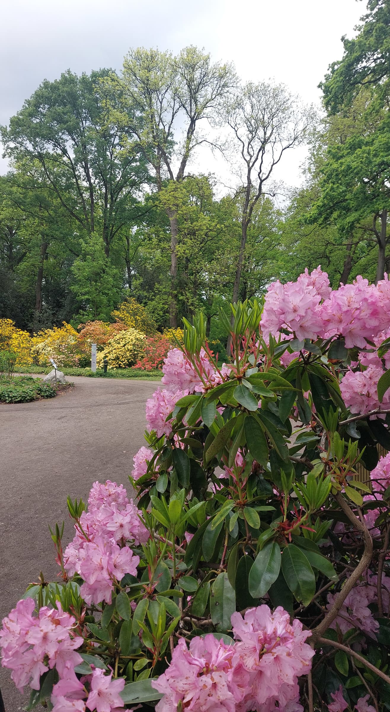 FotoMultiWide1-Rhododendron-15