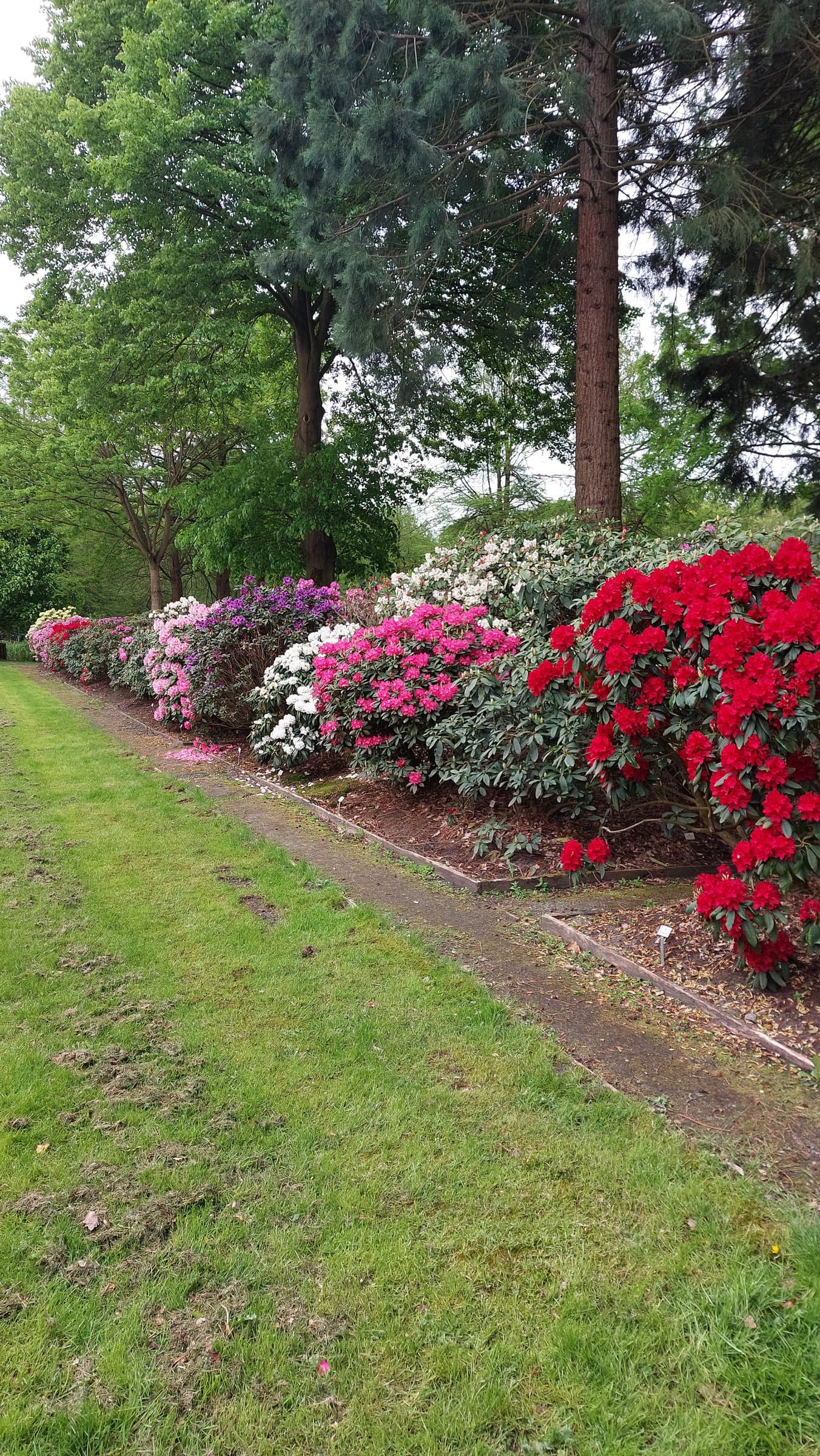 FotoMultiWide1-Rhododendron-16